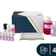 SENSISpec ELISA Egg white 48 Wells