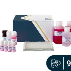 SENSISpec ELISA Egg white 96 Wells