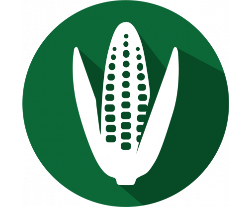 corn_green_29